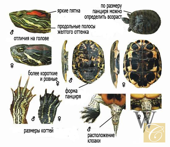 Содержание красноухих черепах в домашних условиях