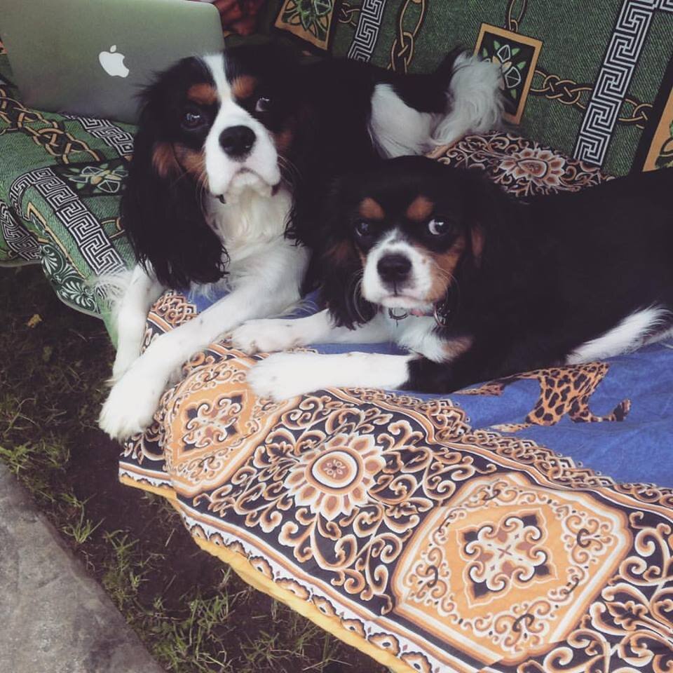 Кавалер Кинг Чарльз Спаниели окраса триколор