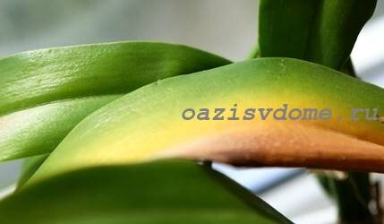 У орхидей желтеют листья: причины и решения