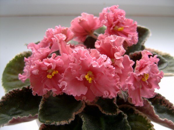 Ness' Orange Pekoe (Ness) 