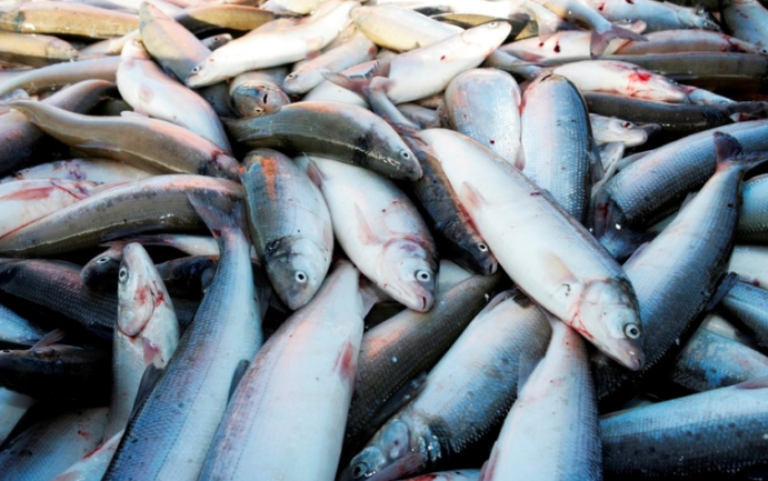 Муксун. Фото FISHERhook