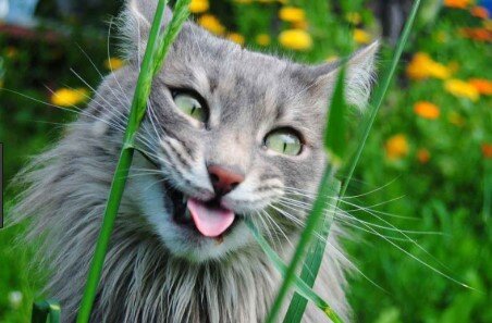Источник фото aroundpet.ru