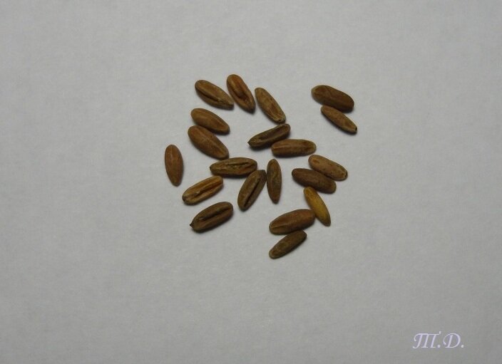 Как выглядят семена герани из китая
