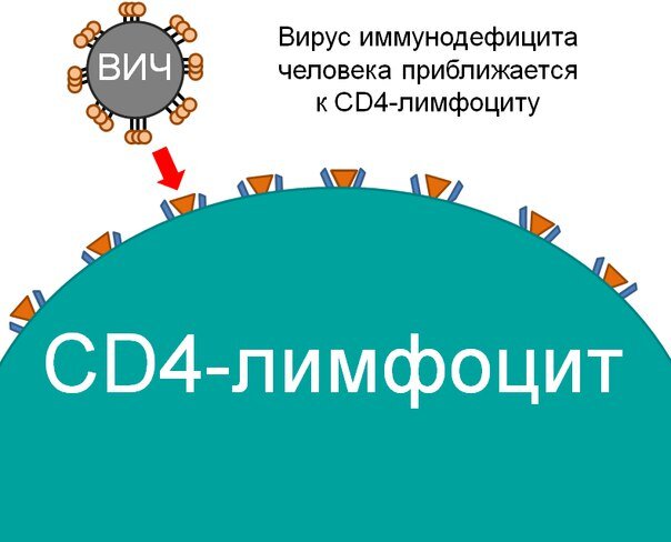 Рисунок 1 - ВИЧ приближается к CD4-лимфоциту