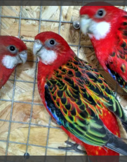 Фото взято с сайта Юла.