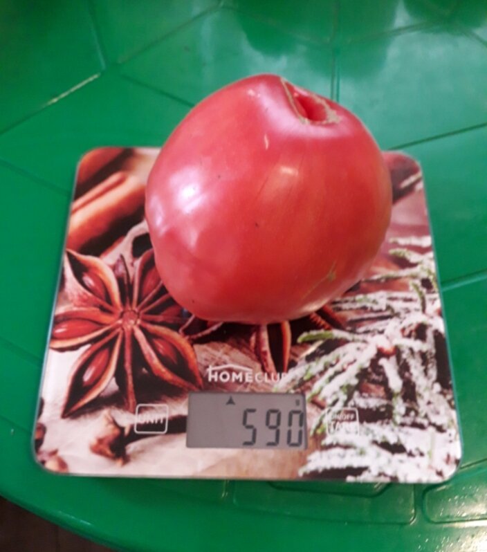 Может быть подъем рекорд) жаль сорт не запомнила...