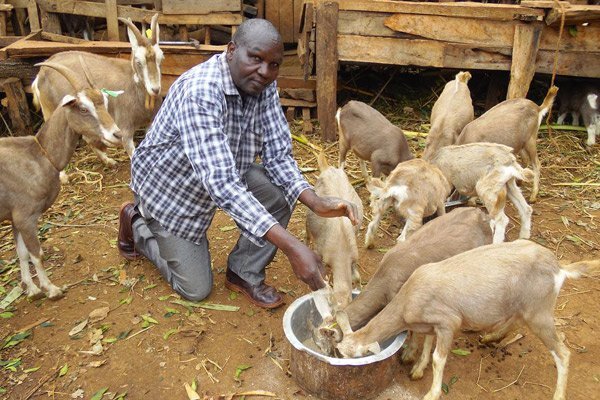 Лоуренс Ндеке кормит своих коз на своей ферме в Чуке. Ферма Ндеке в настоящее время содержит около 35 тоггенбургских коз. ФОТО: КЭРОЛАЙН ВАМБУИ | NATION MEDIA GROUP