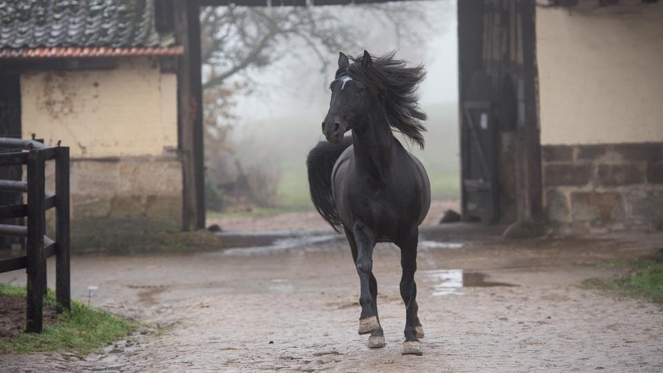 к/ф Восточный ветер 