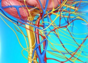 Современные учёные (не фантастические) практически каждый год открывают новые необычные функции блуждающего нерва, получают новые знания о его взаимосвязи с глубинными структурами мозга и другими частями нервной системы.