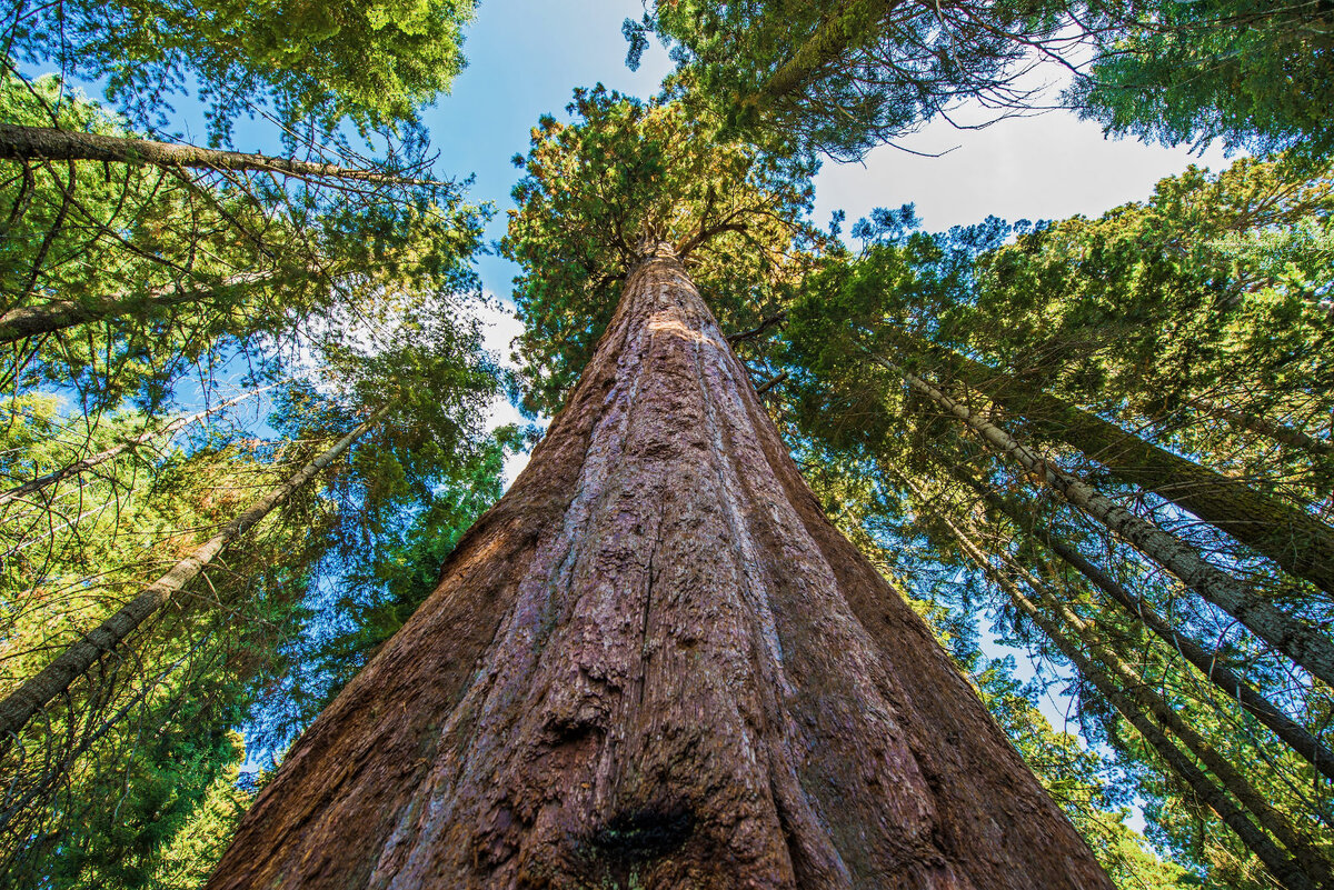 Высокое дерево в мире. Секвойя дерево Гиперион. Калифорнийская Секвойя Гиперион. Секвойядендрон гигантский Мамонтово дерево. Дерево Гиперион Редвуд.