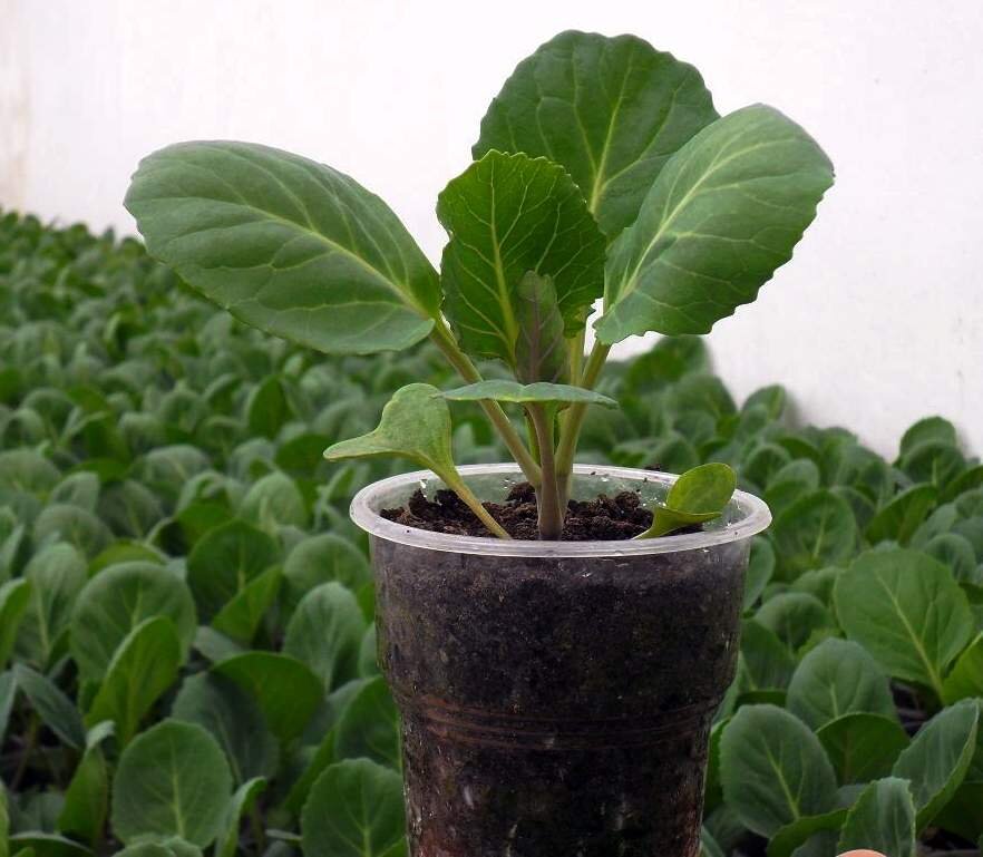 Для получения урожая капусты требуется соблюдать правила выращивания рассады