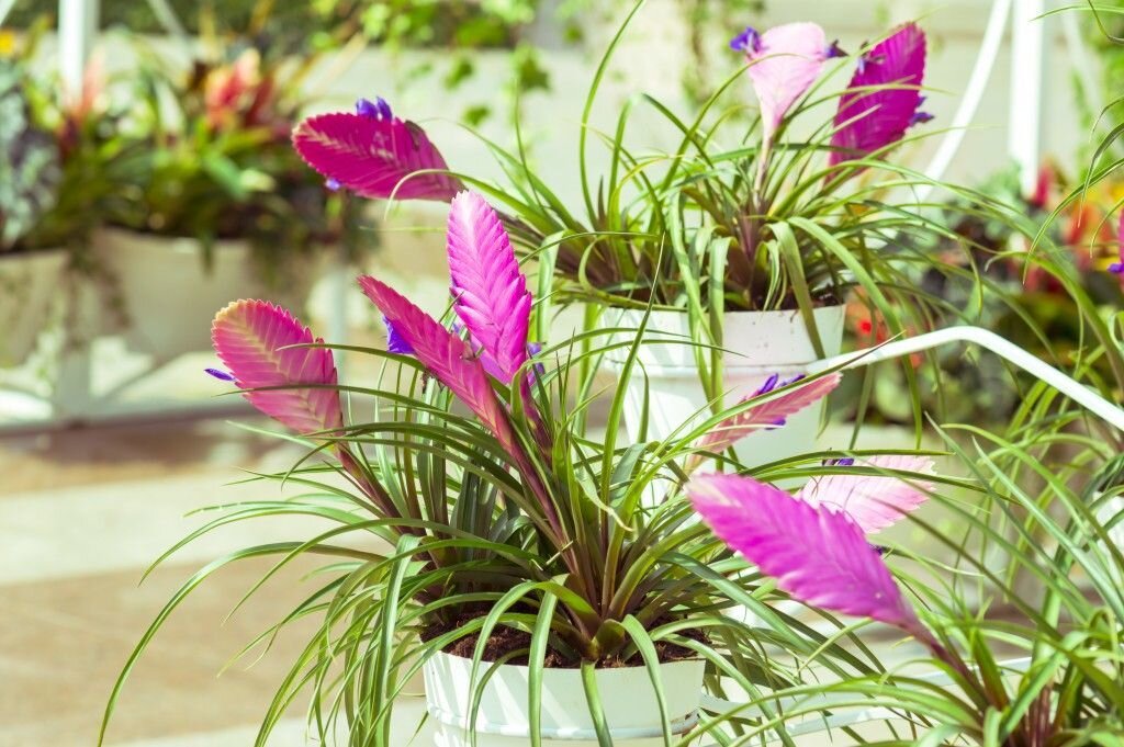 Тропическое растение из семейства Бромелиевые. Оригинальное розовое колосовидное соцветие не нуждается в дополнительных изысках, но осенью на нем появляются нежные сиренево-фиолетовые цветки.