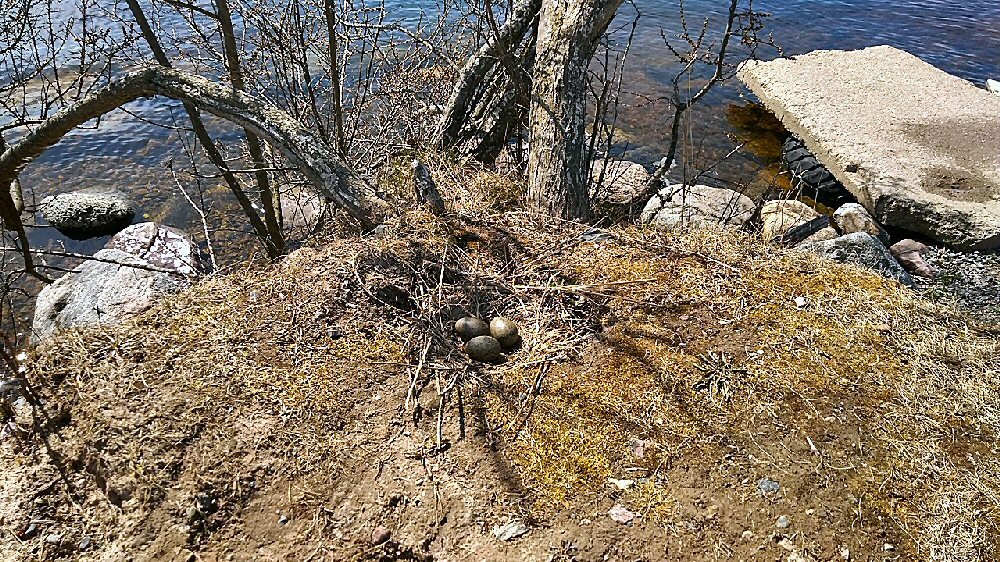 Гнездо чайки. Фото Егора Вострякова