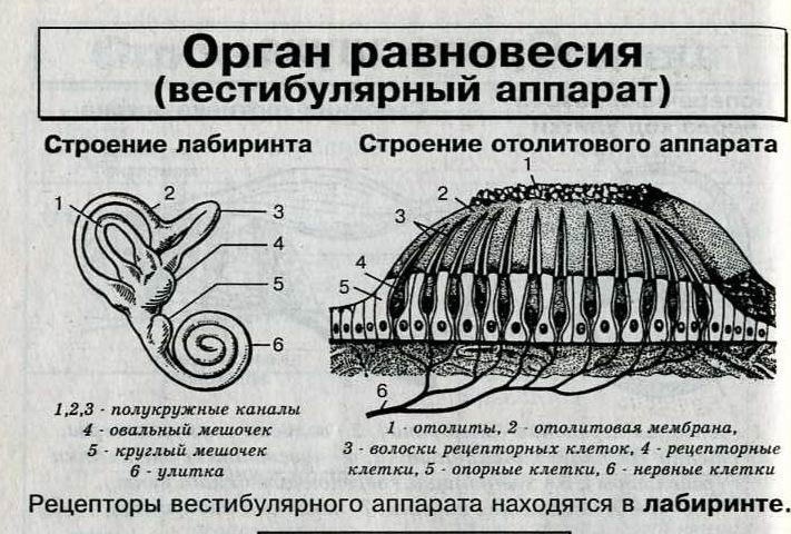 Отолиты внутреннего уха