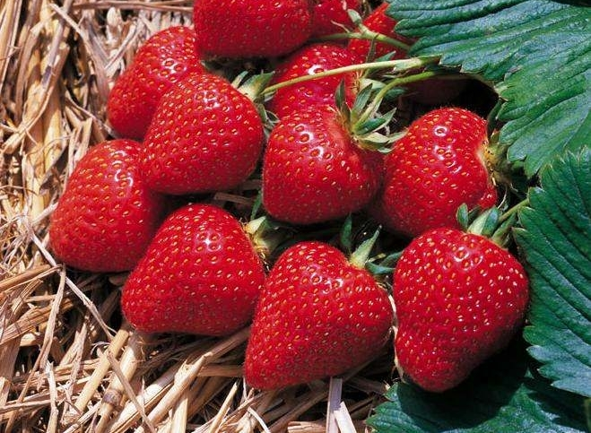 Клубника Набила: описание, характеристики и фото сорта садовой земляники | Отзывы и правила выращивания виктории