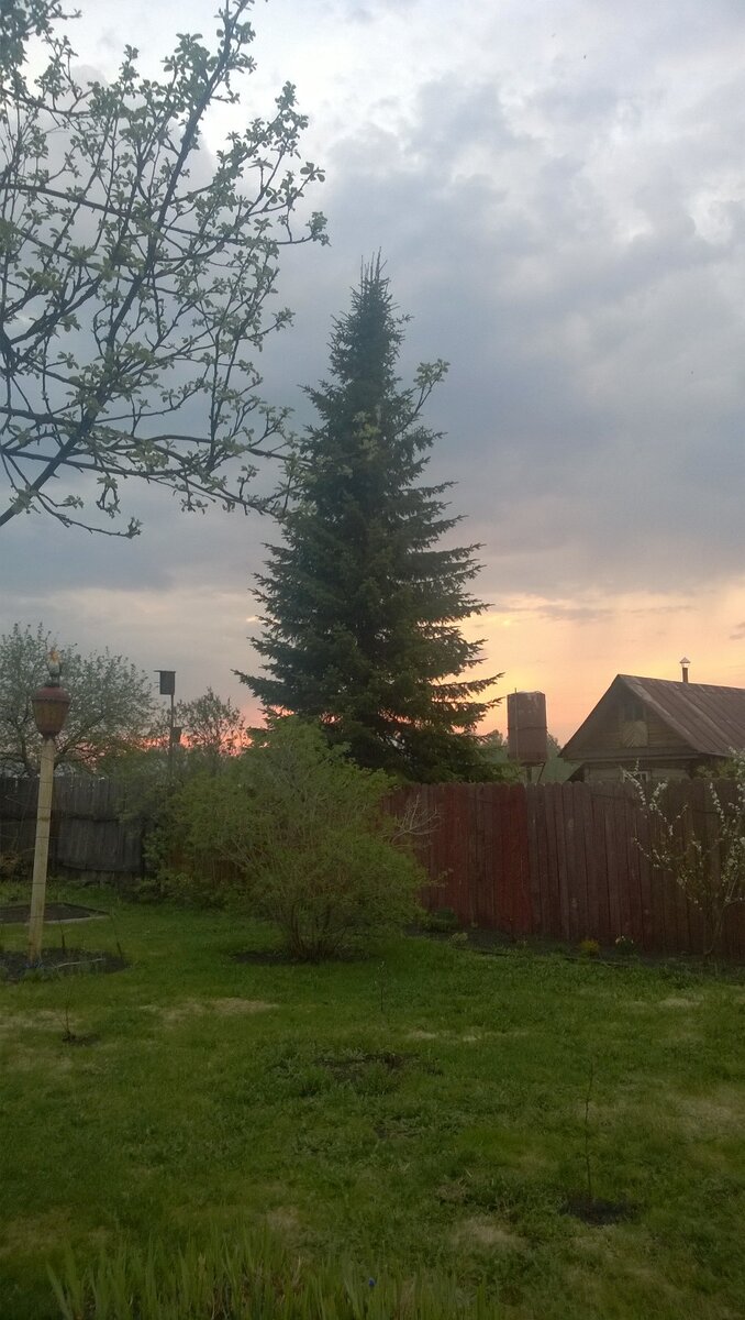 Пихта на закате