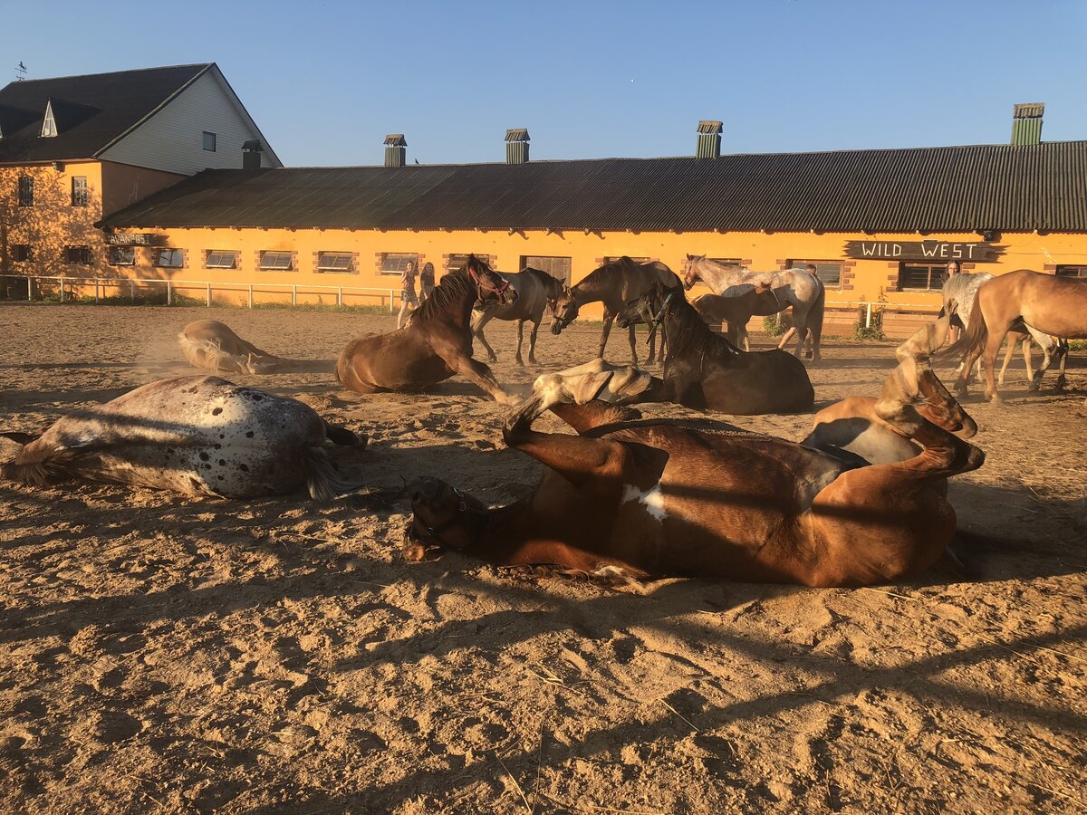 А такую картину можно наблюдать после купания (с) Фотоальбом группы "Аванпост"