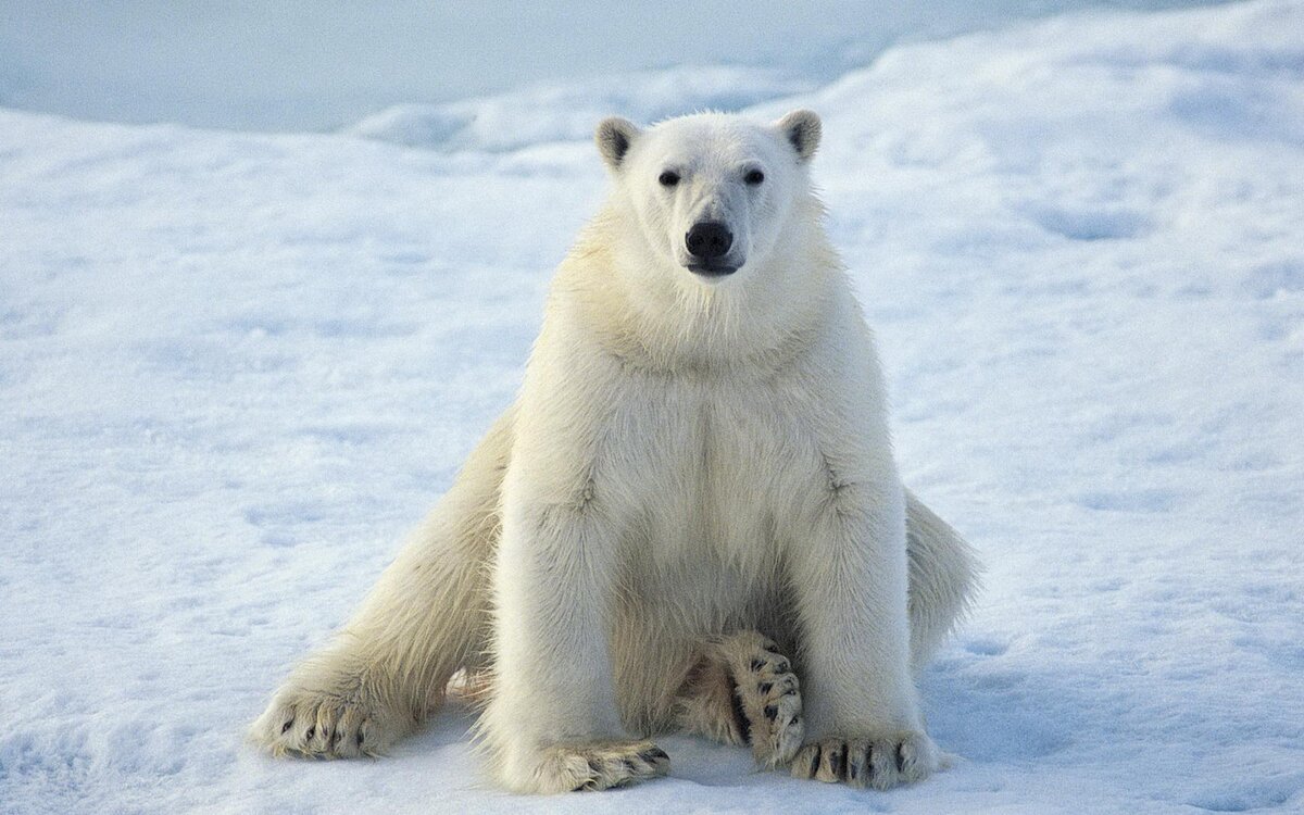   Белый медведь – хищник, входящий в подотряд псообразных, семейство медвежьи и род медведи. Это уникальное млекопитающее относится к вымирающим видам.