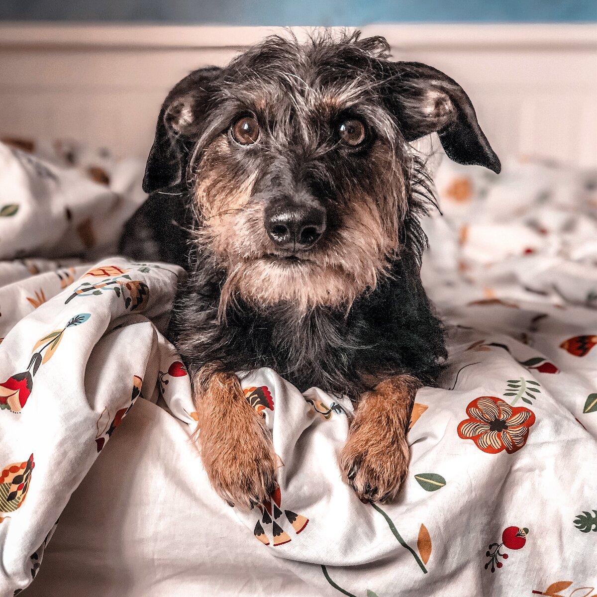 Тот самый пес, которого я хотела включить в страховку. Мой Снупи :)