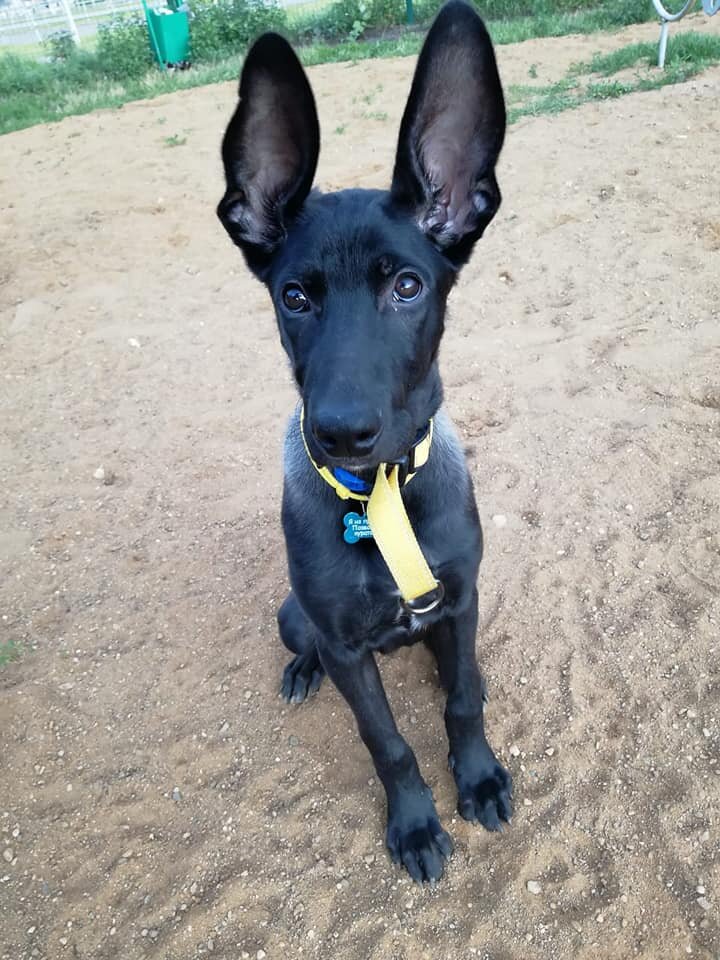 Щенок Джано из Банды Дворян