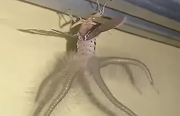 НЛО, существо,бабочка,мир,Россия,Сша,новости