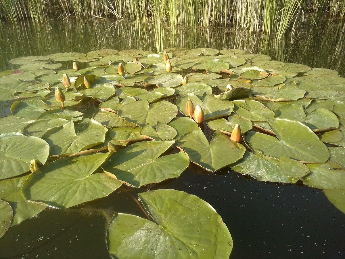 "Вы в трясину попадёте, вы утонете в болоте"