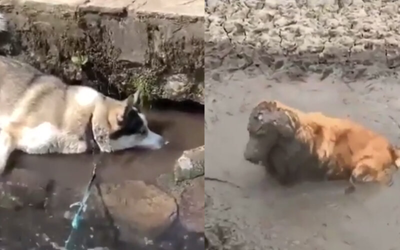 Смешные видео.