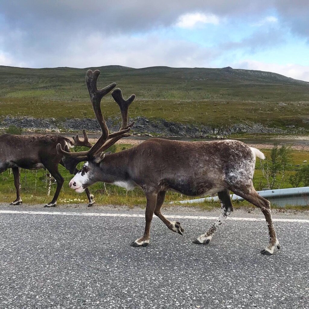 На норвежских дорогах полно оленей  (как и в России)