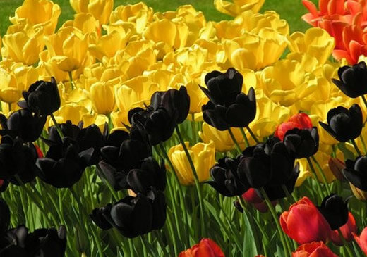    Посадка тюльпанов весной Тюльпаны являются одними из самых красивых, распространённых и узнаваемых цветов во всем мире.