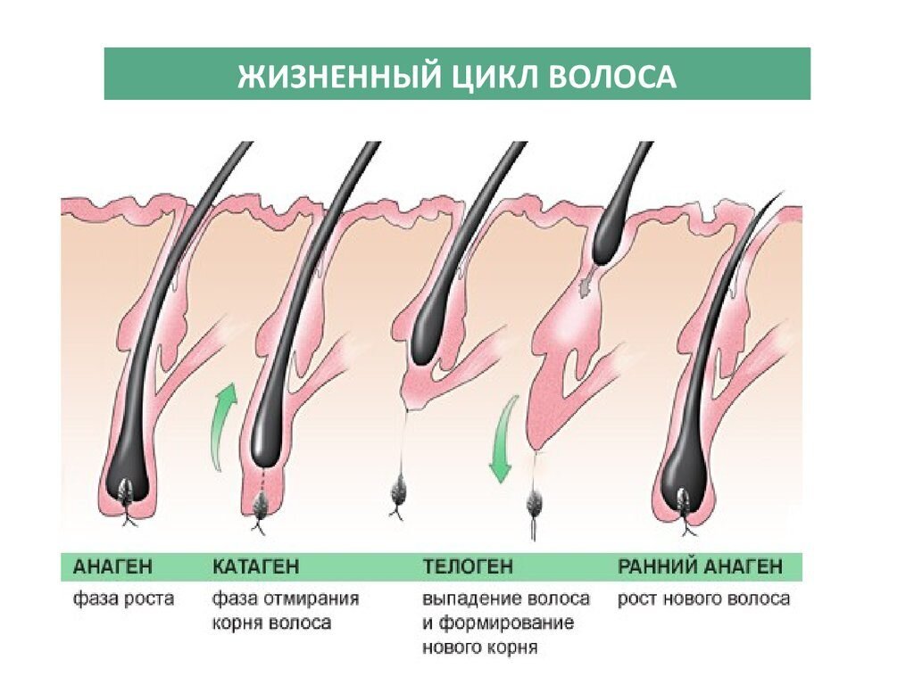 Почему выпадают волосы и как этого избежать