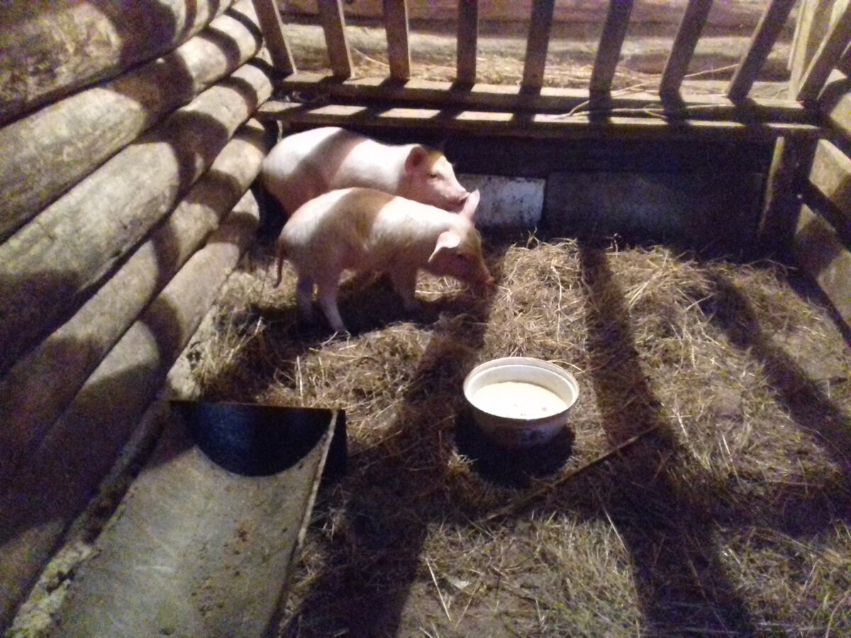 Фото поросят в 1,5 месяца.