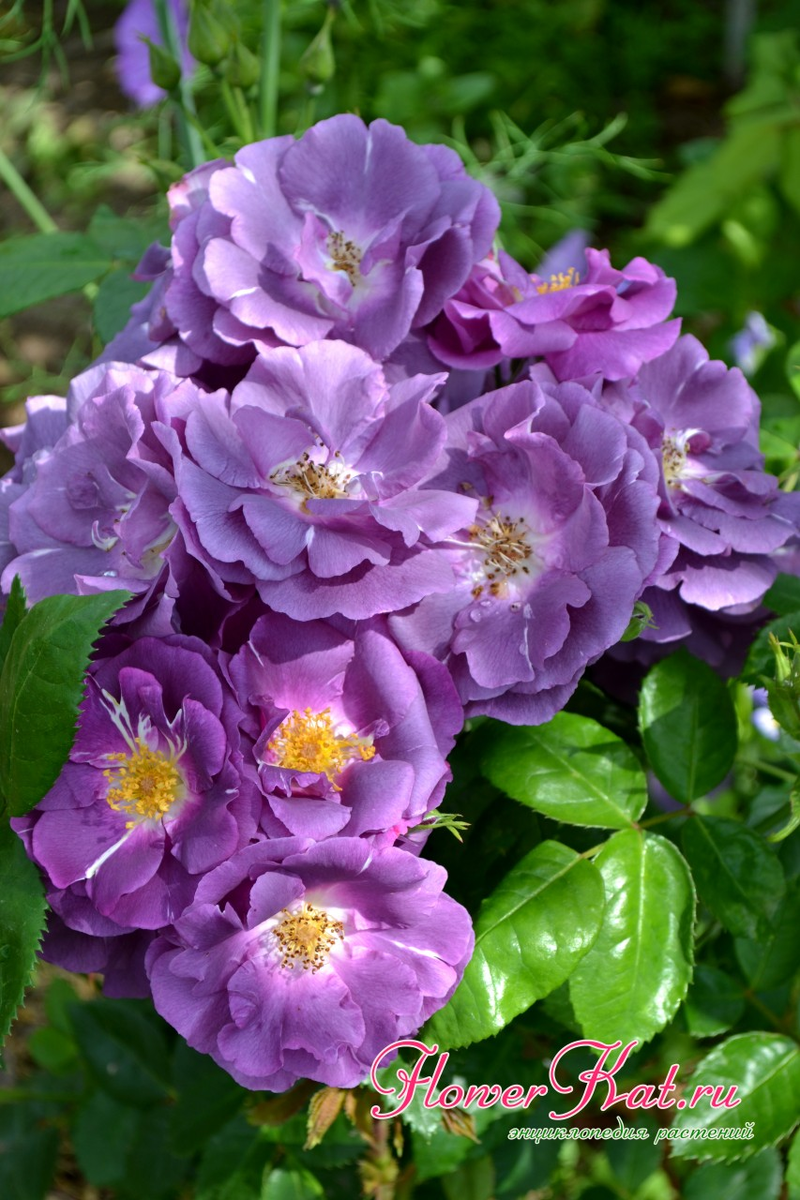 https://flowerkat.ru/katalog-sortov/rozy/roza-shrab-rhapsody-in-blue