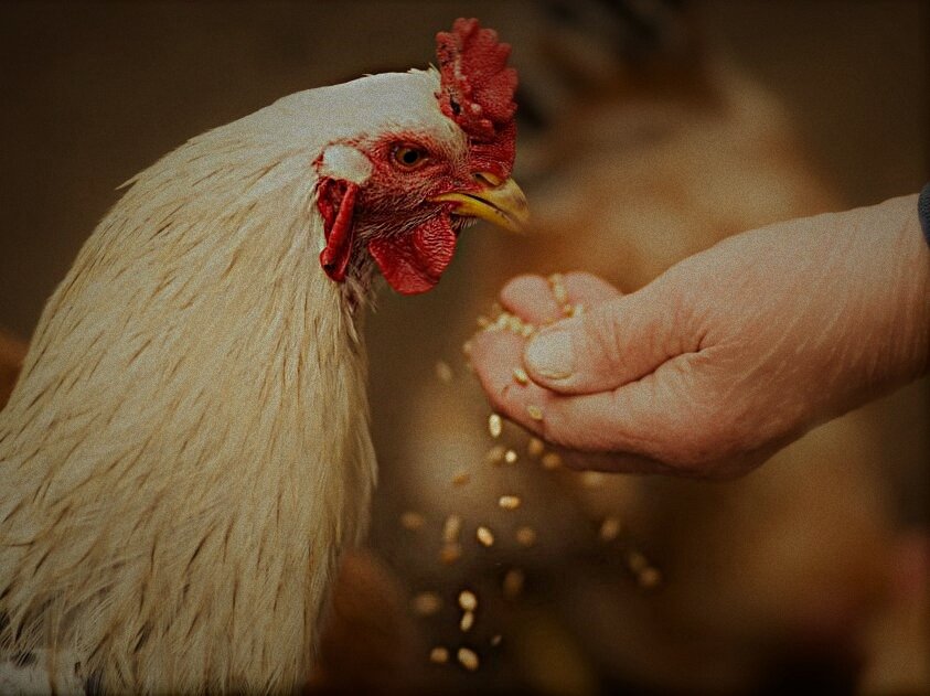 Курица воняет. Кура вон. Кормит куриц рука корм. Курица дает интервью. Курица кормит рукой.