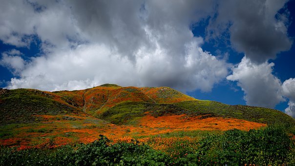 https://pixabay.com/ru/photos/%D1%86%D0%B2%D0%B5%D1%82%D1%8B-%D0%BF%D0%BE%D0%BB%D0%B5%D0%B9-%D0%BE%D0%B1%D0%BB%D0%B0%D0%BA%D0%B0-%D0%BB%D1%83%D0%B3-%D0%BF%D1%80%D0%B8%D1%80%D0%BE%D0%B4%D0%B0-4511969/