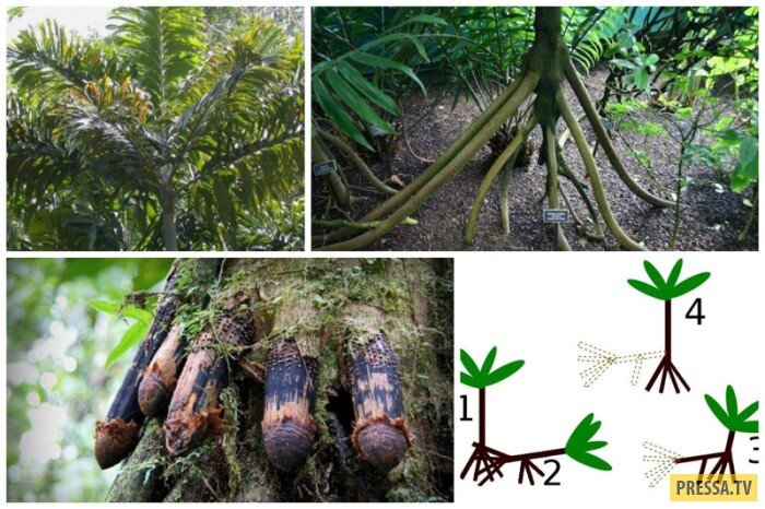 картинка из открытого доступа в сети