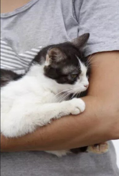 КОШКА МАСЮЛЬКА Так я её и называл. Потому, что осталась она маленькой и худенькой. Чуть больше котёнка. Зато имела отчаянно доброе сердце. Меня она считала своим ребёнком, и что я больше её в десять раз нисколько её не смущало. Ну вырос и вырос такой большой.
Она всегда за мной ухаживала, как заботливая мамочка. Залазила на стол и придирчиво обнюхивала именно только мою тарелку, строго посматривая на жену. Ну-ка, ну-ка, что это ты там положила моему сыночку? Жена страшно возмущалась таким проверкам, а я гладил свою Масюльку и всегда защищал.
А то понимаешь, нет никакого доверия этим тётькам. Понакладывают её ребёнку чёрте что. А может, оно не свежее?
Я брал моё пушистое сокровище на руки со стола и поцеловав в нос убеждал, что тётьки всё правильно положили и ставил её на маленькие лапки на пол. И Масюлька шла в спальню на кровать подремать.
А ночью она втискивалась между мной и женой, и упёршись в меня спинкой пыталась оттолкнуть эту тётьку подальше, а то, не дай Бог, навалится на её ребёнка во сне и раздавит.
Она вставала на задние лапки и упёршись передними в жену, заглядывала ей в лицо, как будто хотела сказать, что бы та подвинулась.
Мне приходилось отодвигаться на самый край кровати, что бы Масюлька была довольна. И упёршись в меня тёплой спиной она засыпала и тихонько посвистывала во сне.
Жена кричала мне – Ты любишь эту кошку больше меня! Я разумеется яростно возражал и отрицал этот факт, посматривая, при этом вокруг и надеясь, что моя Масюлька не услышит меня и не обидится. Потому, что если честно, то любил я её больше, но не хотел объяснять жене это и то, что это не совместимые понятия.
Когда я болел, то моя заботливая кошка не отходила от меня ни на шаг озабоченно заглядывая мне в глаза. А когда жена приносила мне какое ни будь лекарство, то смотрела мне в рот и испуганно попискивала.
А потом я тяжело заболел и врачи сказали мне, что осталось совсем недолго. Очень быстро мне становилось всё хуже и хуже. И Масюлька, которая лежала всё время прижавшись ко мне тоже всё худела и худела. Пока от неё не остались кожа, да косточки я превозмогая боль просил её не болеть и выздороветь поскорее потому, что она нужна мне здоровая.
Масюлька смотрела мне в лицо и облизывала мои щеки.
Она тихонько уснула одной ночью, когда лежала на мне своей маленькой худой спинкой. Уснула и не проснулась. Я был безутешен. Единственное что меня утешало, так это то что мы с ней вскоре встретимся.
Но этого не случилось. Внезапно я пошел на поправку. И через несколько месяцев пришел на проверку к своему врачу. Он посмотрел на меня глазами полными немого изумления, как будто увидел приведение. А поле проверок поинтересовался чем я, лечился.
Когда я объяснил ему, что лечился Масюлькой, то по его взгляду понял что он остался уверен в том, что мои мозговые функции очень пострадали.
Я иногда прихожу на могилку моей любимой Масюльки. Но и дня не проходит, что бы я мысленно не обращался к ней и не разговаривал с моей заботливой кошачьей мамочкой. Я ругаю её за то, что она ушла и оставила меня одного. Но Масюлька всегда улыбается мне в ответ и говорит, что поступила правильно и что она ждёт меня там.
ОЛЕГ БОНДАРЕНКО