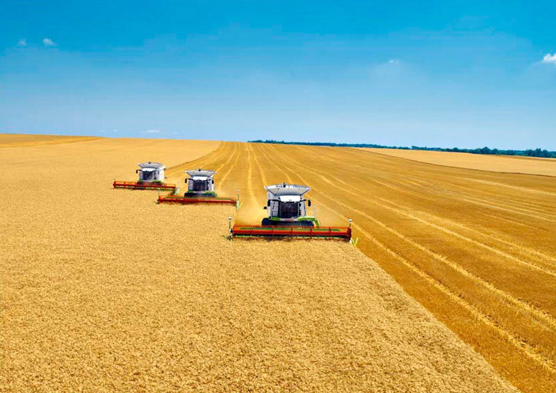 5 регионов РФ, лидеров по сбору пшеницы. Где урожайность больше ...
