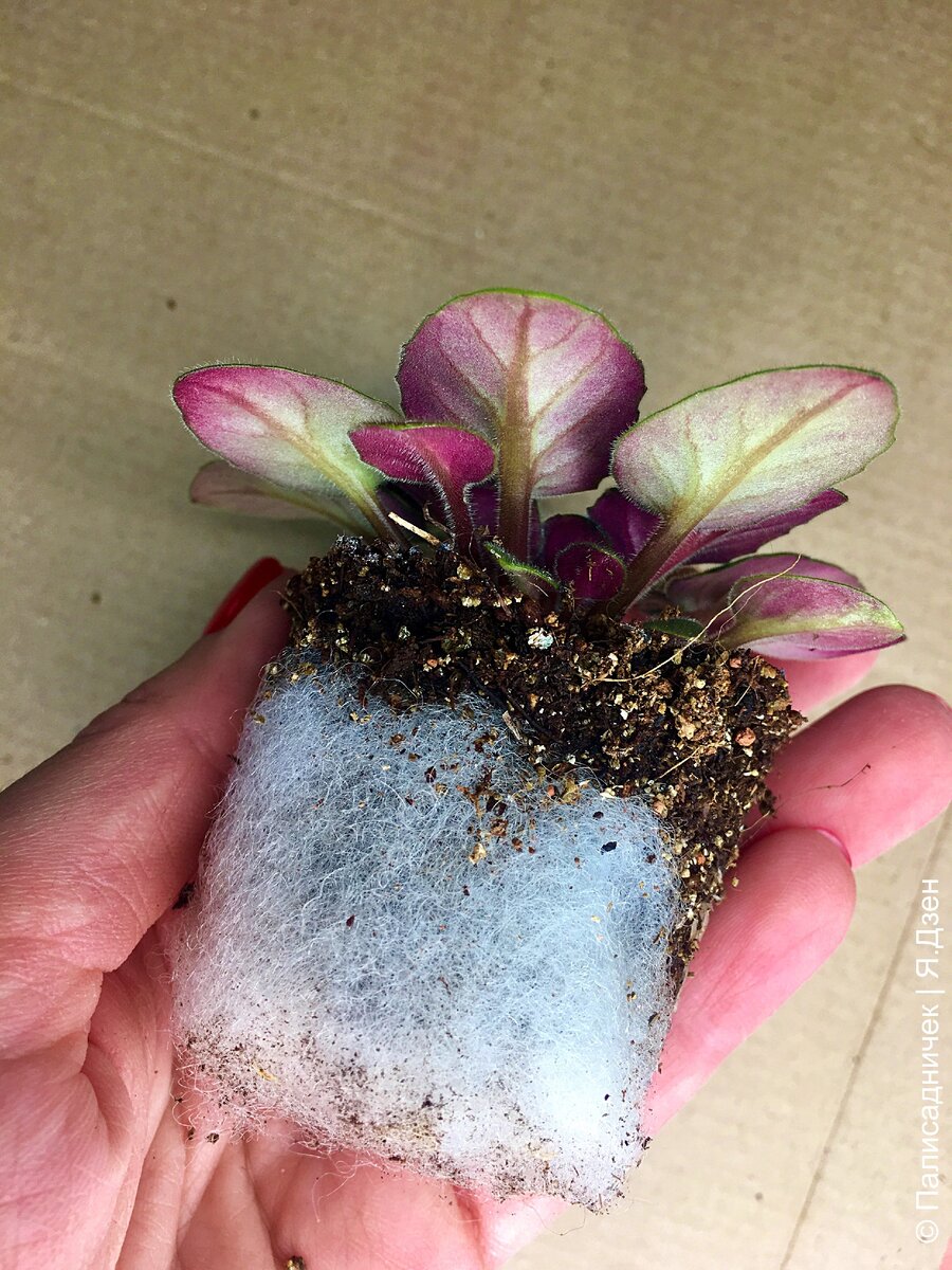 Капец капецкий, по-моему...