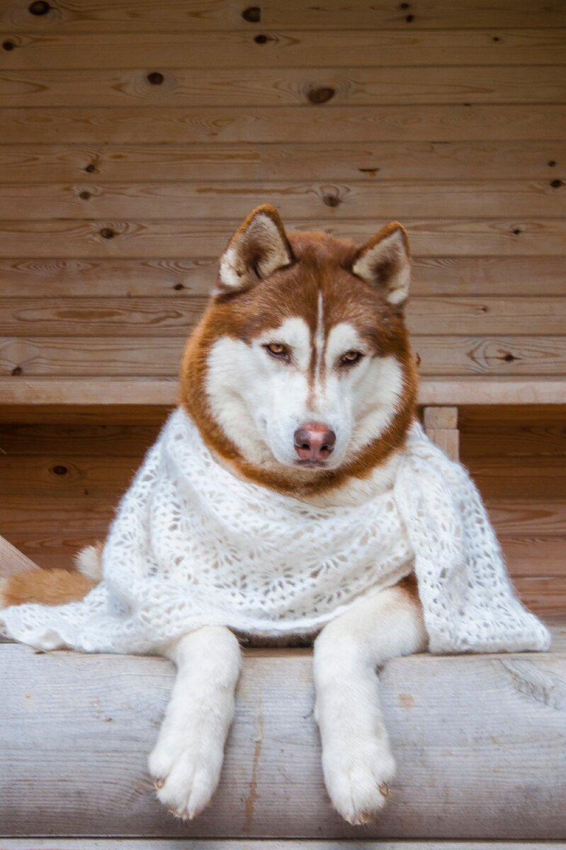 милейший Игорь в шали из него самого)))