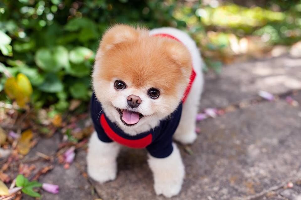 The more people I meet the more I love my dog (c)