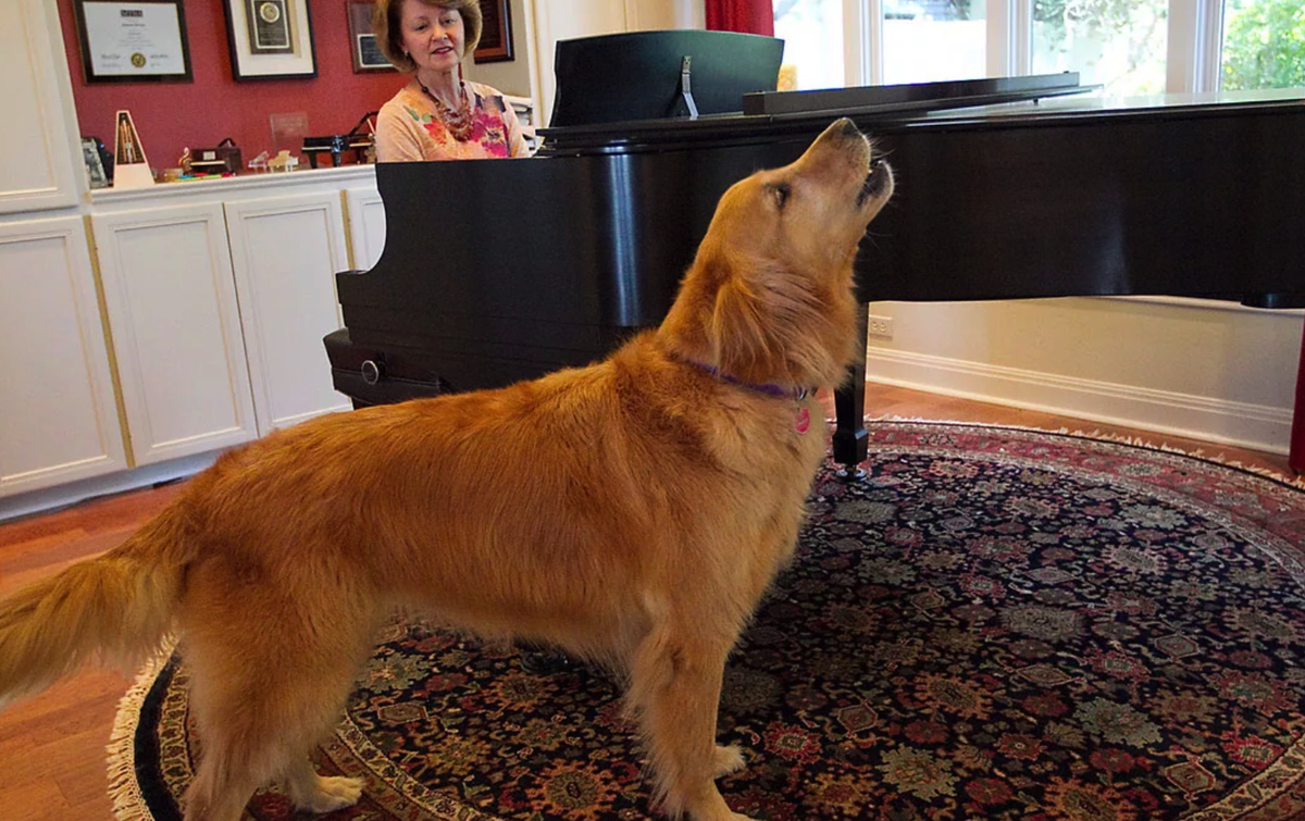 Так рождаются таланты! Фото из открытых источников на Яндекс.картинки