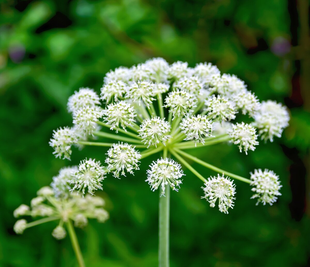 Вех ядовитый (Cicuta virosa)