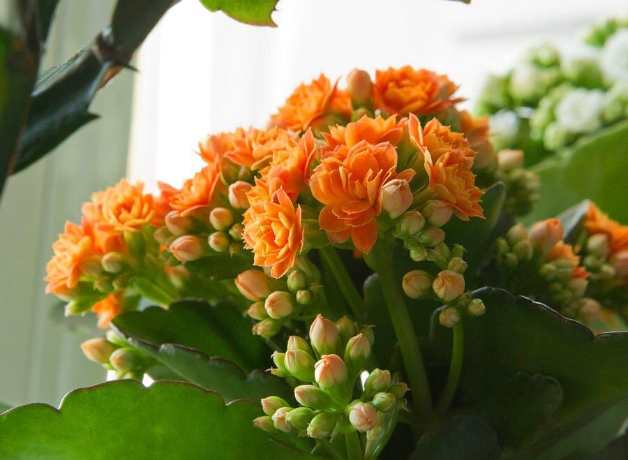 Как добиться обильного цветения Каланхоэ? Важные рекомендации, которые помогут вам в этом