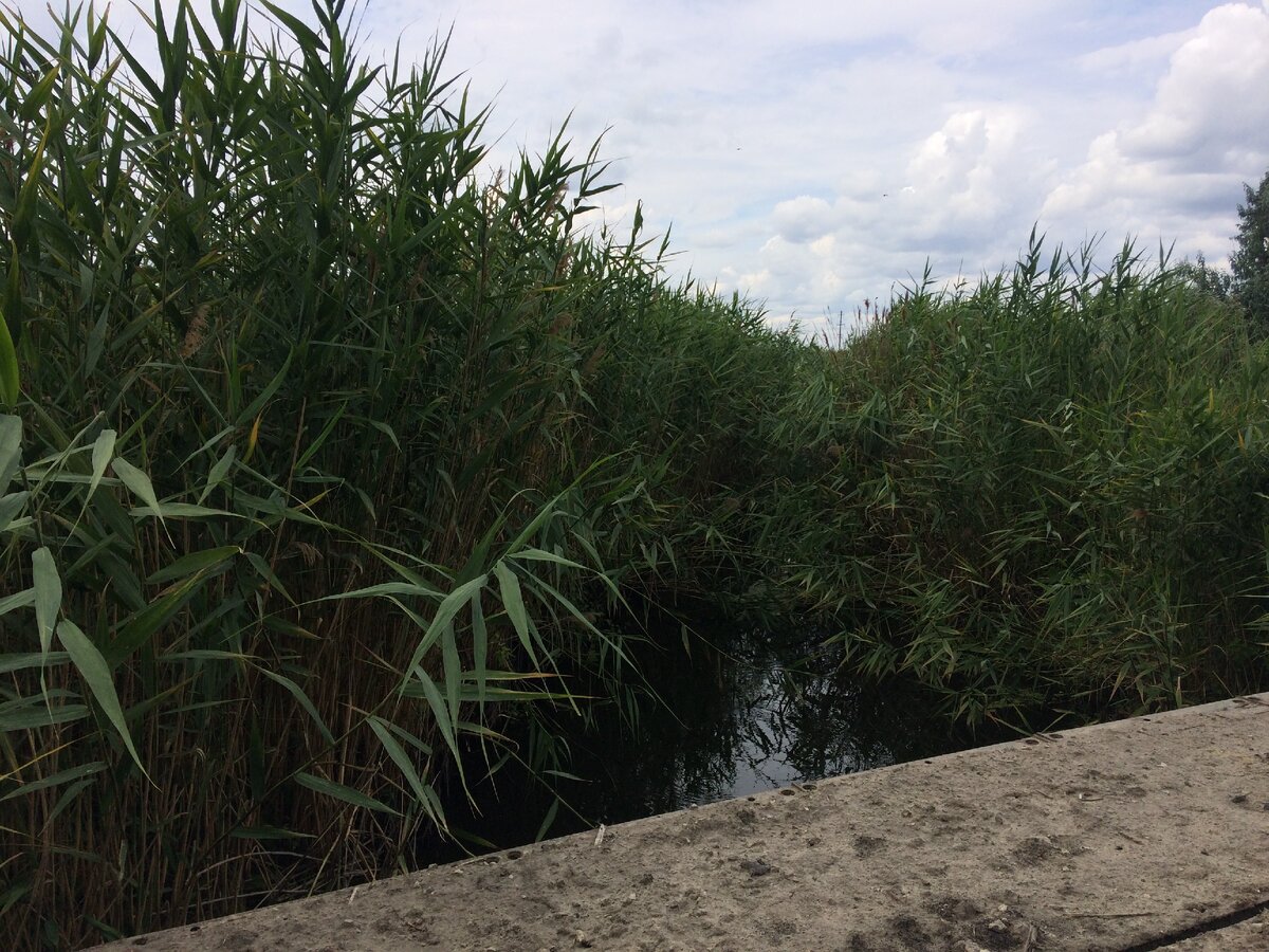 Живописный вид на речку среди камышей. 