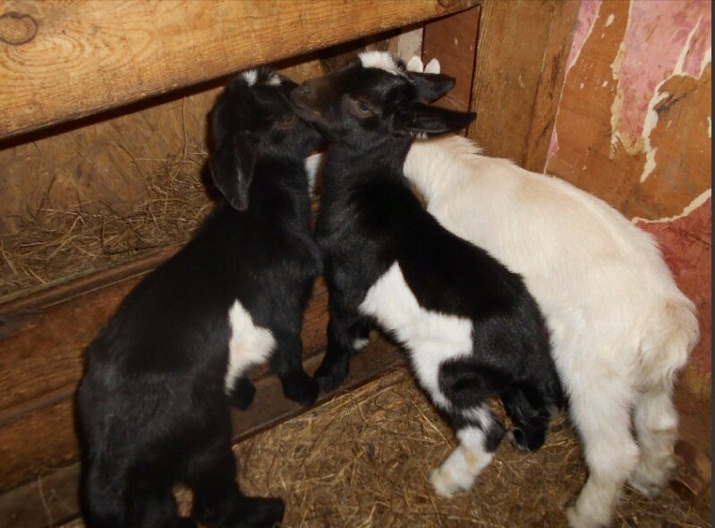 фото из личного архива автора ЛПХ Брянцево