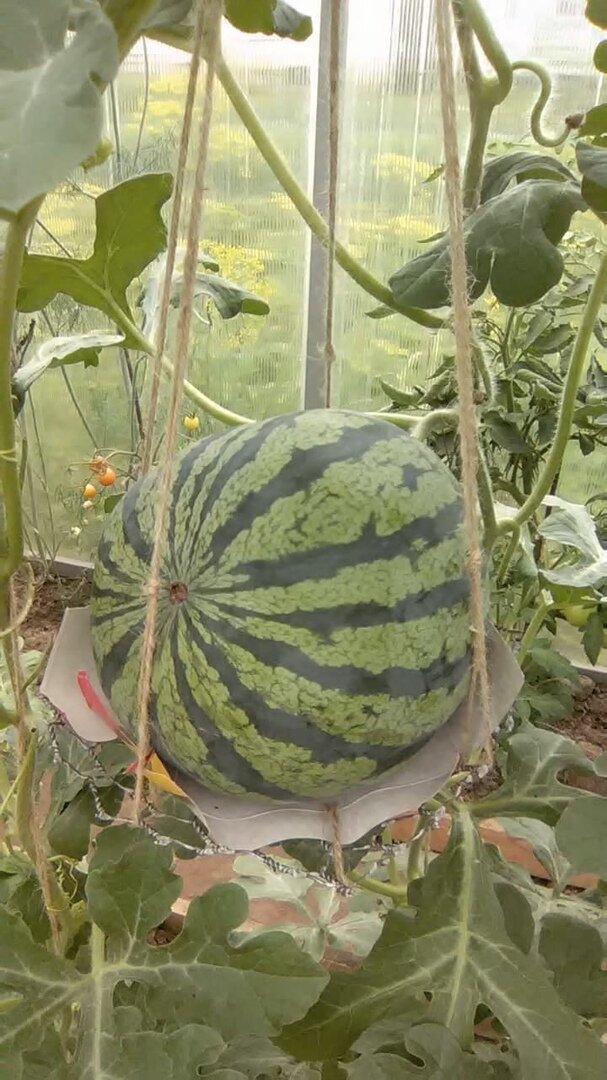 А это богатырь полосатенький!
