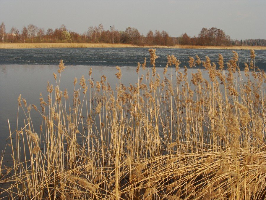 Сухой весенний камыш