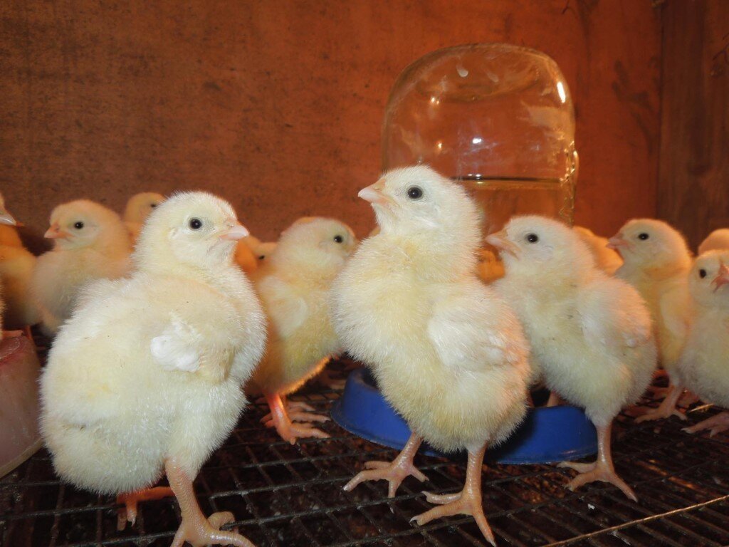 Милые пушистики.