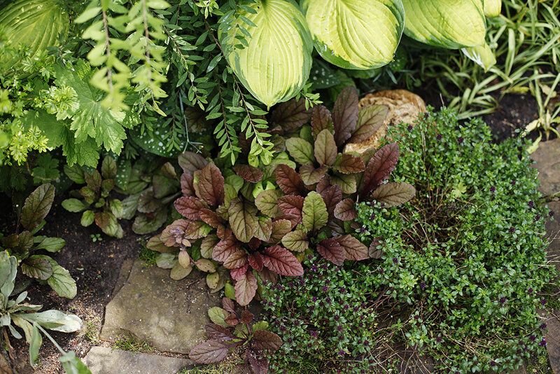 Живучка и тимьян
