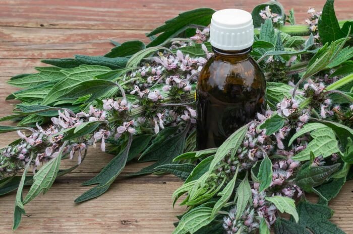 Настойка пустырника — одно из самых эффективных средств